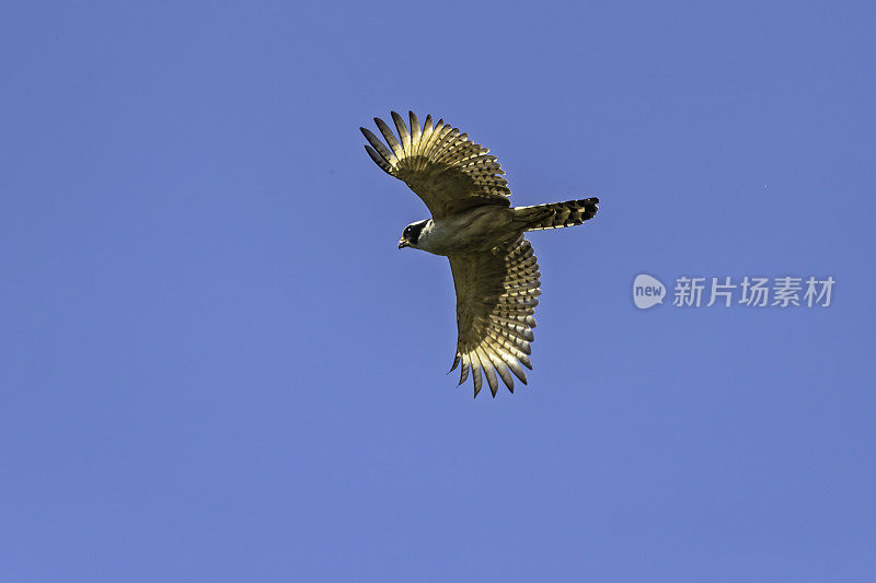 limpkin (Aramus guarauna)，也被称为carrao, courlan，和哭泣的鸟，是一种看起来像一个大栏杆的鸟。发现于巴西潘塔纳尔地区。